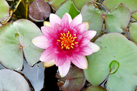 HRS 1750 Holker Hall, Pond lily 16th July 2011