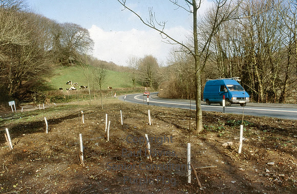 Unknown location, Tree planting
