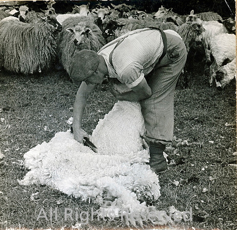 Sheep clipping near Kendal