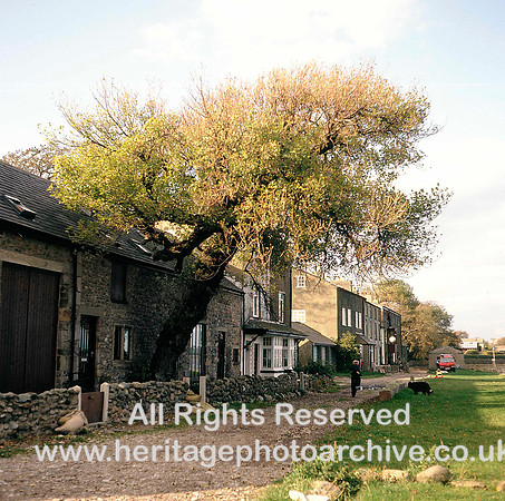 HRS 805 Lancaster, Sunderland Point cotton tree 1980s