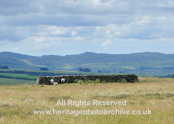 HRS 9497 Mazon Wath, Bield wall with sheep L1170838