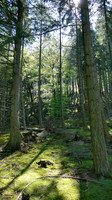 HRS 6405 Vyrnwy forest 2007