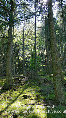 HRS 6405 Vyrnwy forest 2007