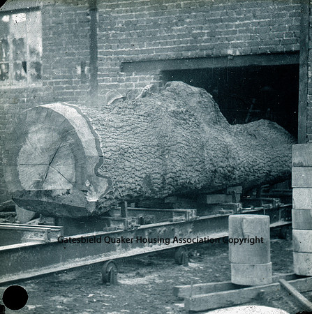 Tree trunk ready to enter sawmill_053