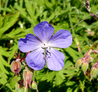 HRS 8018 Meadow cranesbill, Claughton Moor