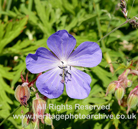 HRS 8018 Meadow cranesbill, Claughton Moor