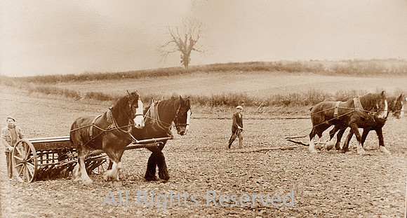 Horses near Crooklands