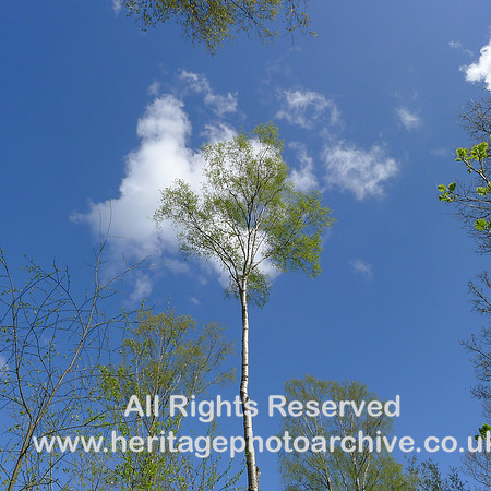 HRS 2249 Bouth, Haybridge Nature Reserve, Birch Tree