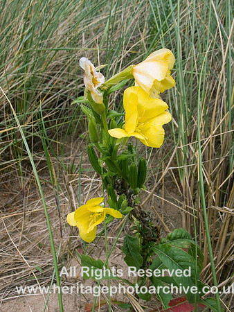 HRS 580  Common evening primrose Newborough, Anglesey