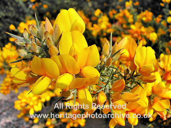 HRS 460 Gorse or broom, Conwy
