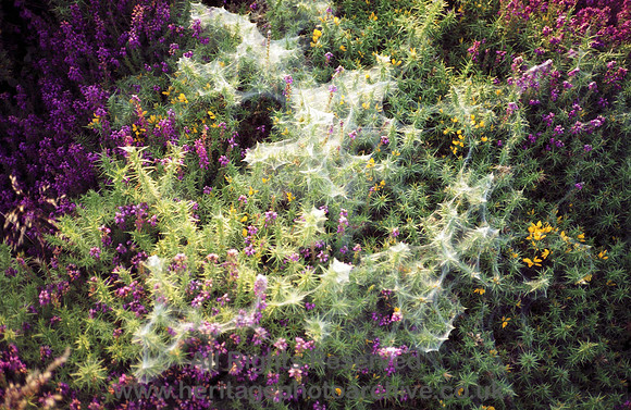 HRS 222 Spider's webs and heather Conwy