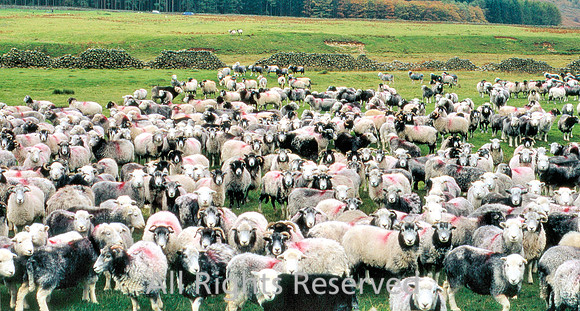 Ennerdale sheep