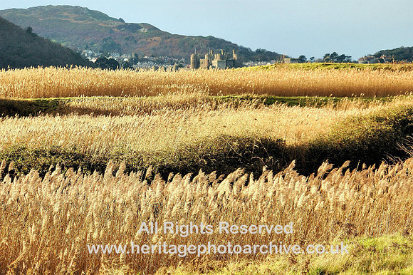 Conwy Castle RSPB reserve