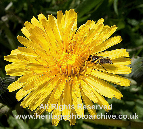 Dandelion fly