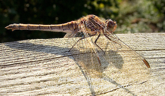 Dragonfly
