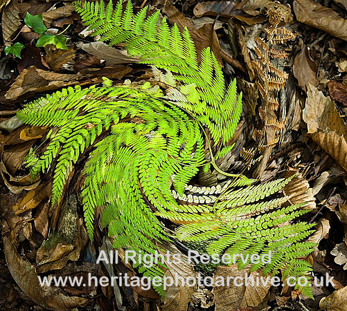 Ferns in a swirl