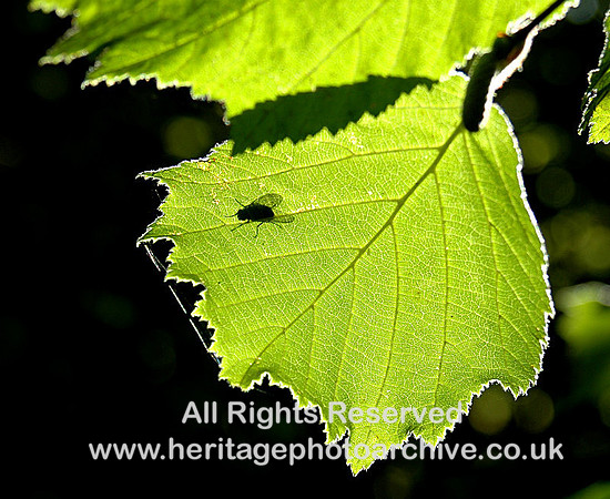 Fly-leaf
