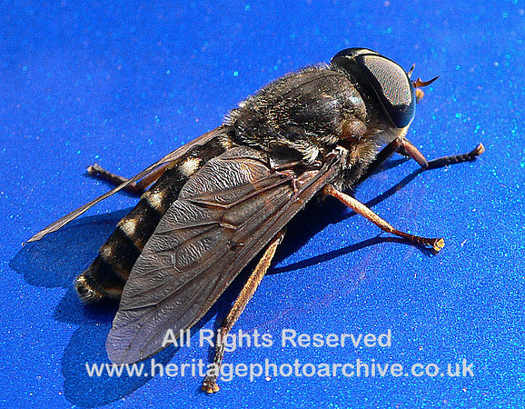 Fly-spy