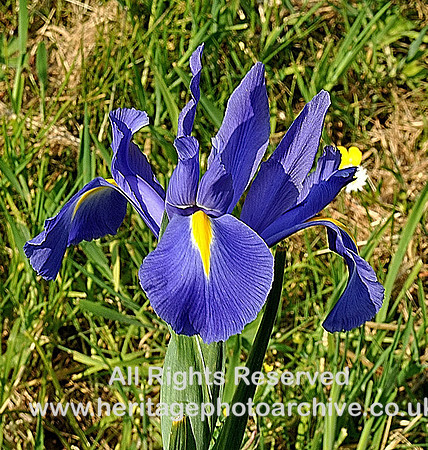 Iris