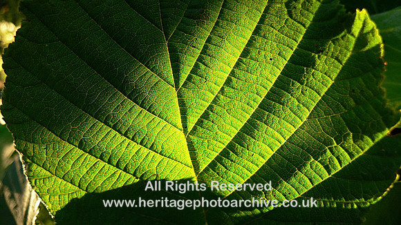 Leaf-structure