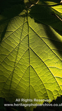 Photosynthesis