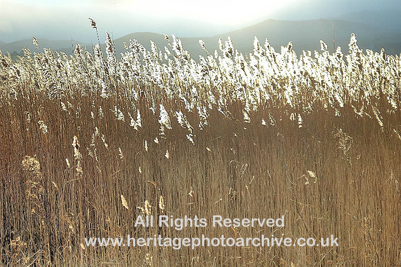 RSPB Reserve rushes