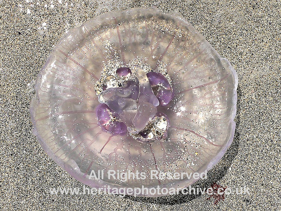 Shetland jelly-fish