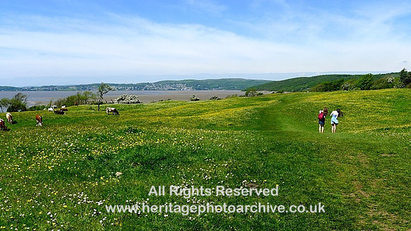 Spring meadow Silverdale