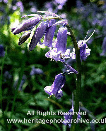 The blue bells