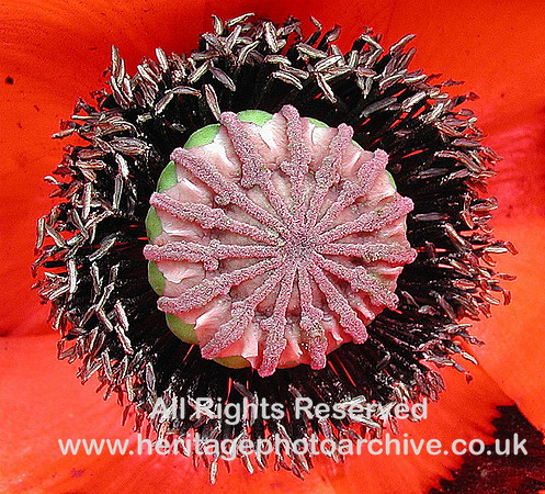 The poppy centre
