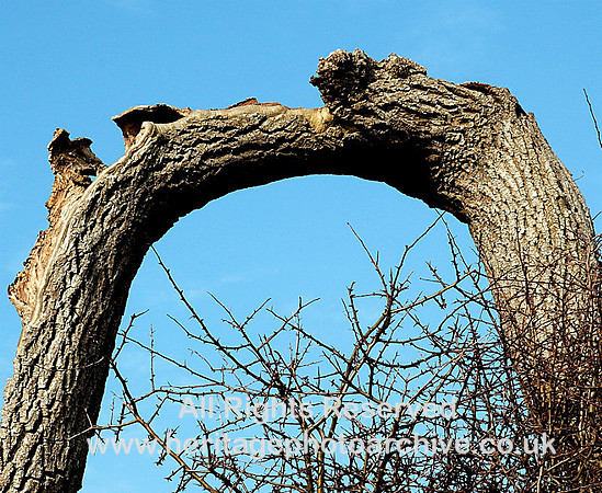 The U-tree