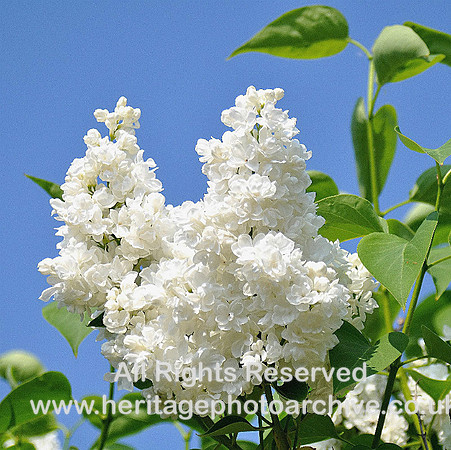 White lilac