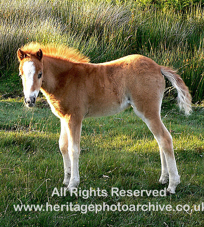 Wild Welsh pony