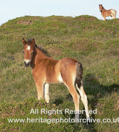 Wild Welsh Mountain Ponies