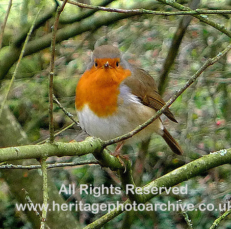 Winter Robin