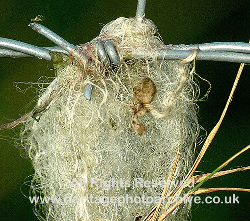 Wire wool