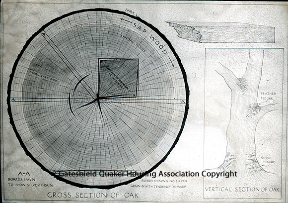 Cross section diagram of oak_037