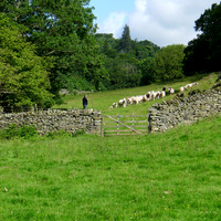 HRS 10584 Skelwith Bridge, Loughrigg, flock of sheep L1110428