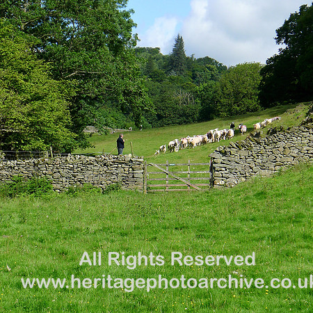 HRS 10584 Skelwith Bridge, Loughrigg, flock of sheep L1110428