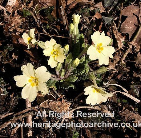 HRS 1738 Primroses, Whitbarrow