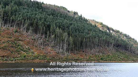 HRS 11322 Llyn Geirionydd fallen trees Arwen L1013245