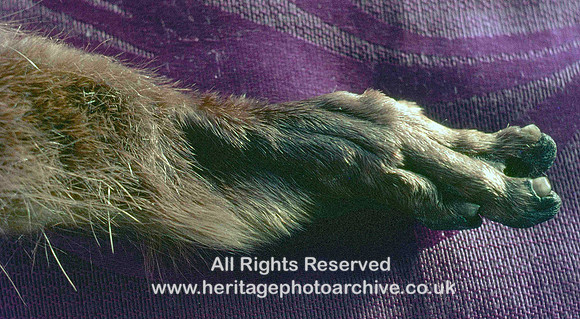 HRS 2088 MBBC, Foot of otter killed near Nob End photo c1980