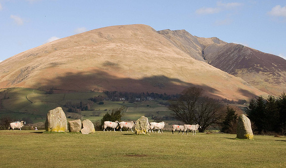 HRS 826 Keswick, Castlerigg Stone Circle, sheep
