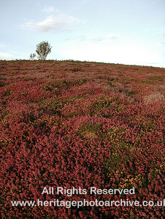 HRS 2593 Conwy Mountain heather 2003