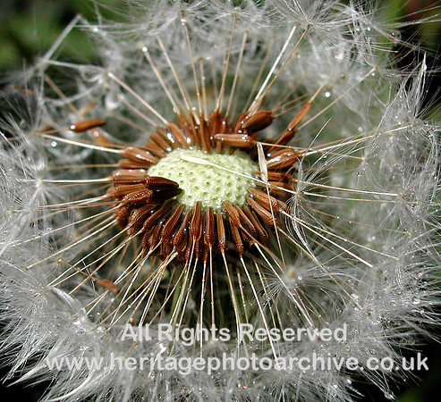 "wild flowers"