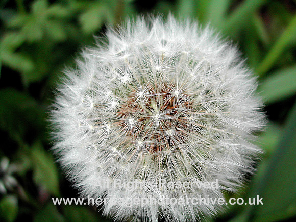 "wild flowers"