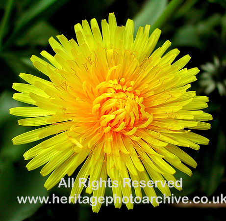 "wild flowers"