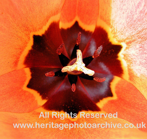 "garden flowers"