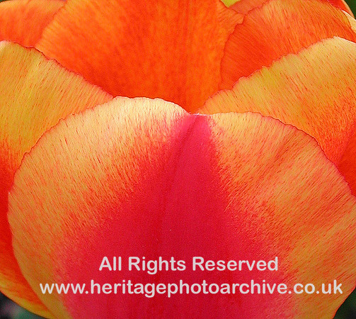 "garden flowers" tulips