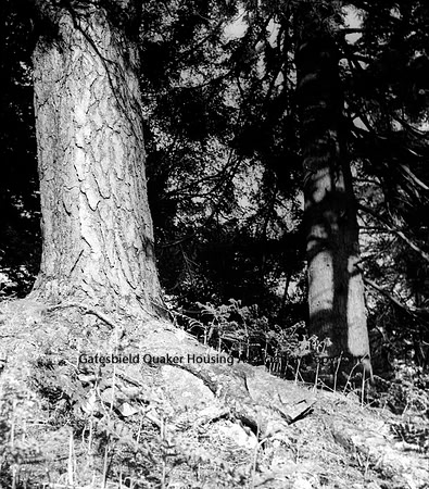 Woodland with large tree trunk on left_061
